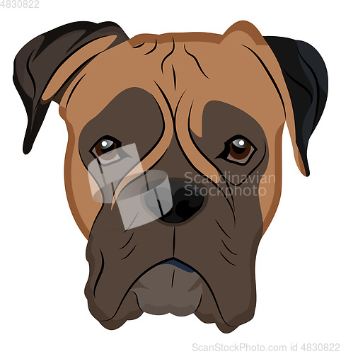 Image of Boxer illustration vector on white background