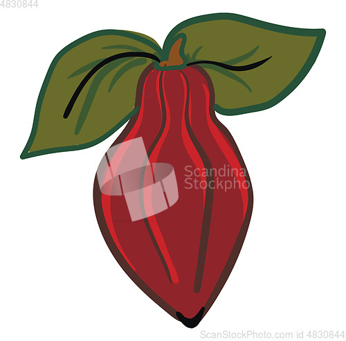 Image of rich cacao vector or color illustration