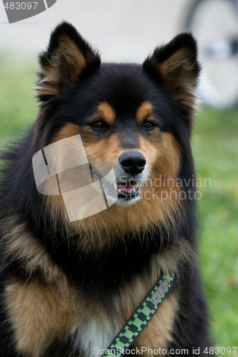 Image of Dog portrait