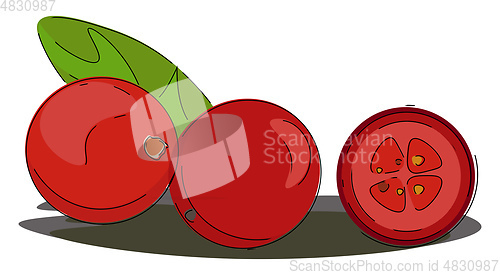 Image of Portrait of red cranberries vector or color illustration