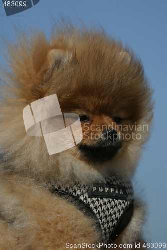 Image of Pomeranian pup