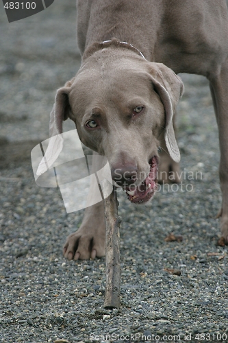 Image of Dog chewing on stick