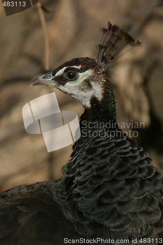 Image of Peacock 