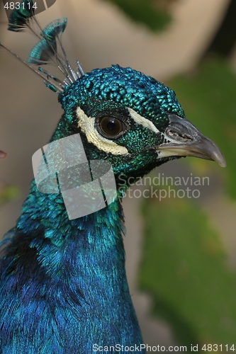 Image of Peacock