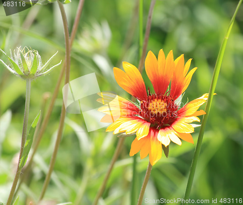 Image of Yellow gailardia