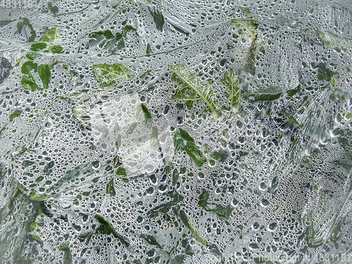 Image of vegetation under plastic film