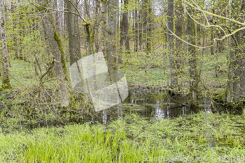 Image of forest with swamp