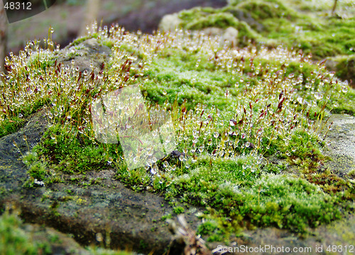 Image of Dew drops