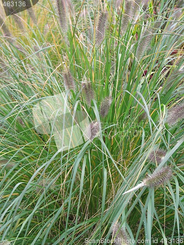 Image of long green grass