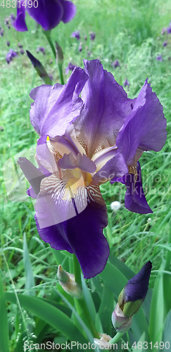 Image of Beautiful iris flower