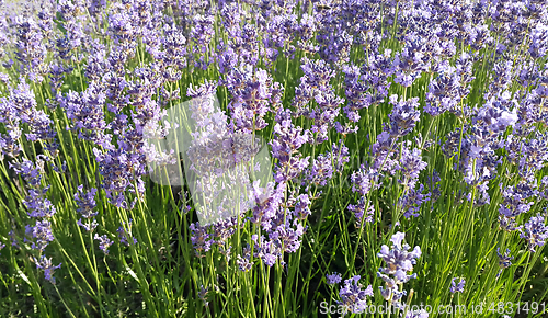 Image of Beautiful blooming lavender in summer