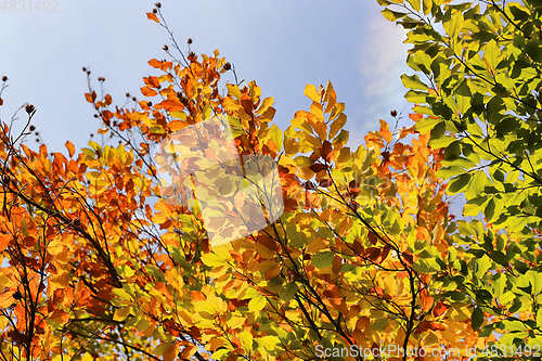 Image of Bright autumn branches glowing in sunlight