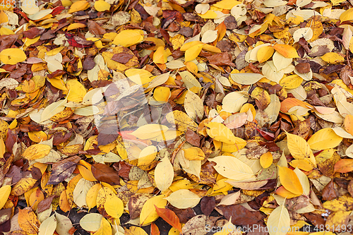 Image of Colorful carpet of fallen autumn leaves