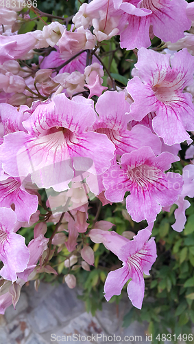 Image of Perennial bush with beautiful large pink delicate flowers