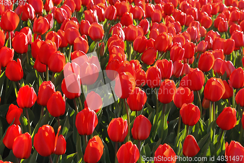 Image of Beautiful red tulips glowing on sunlight