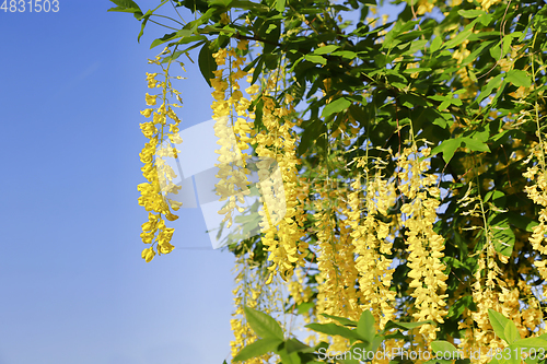 Image of Beautiful bright yellow flowers of wisteria 