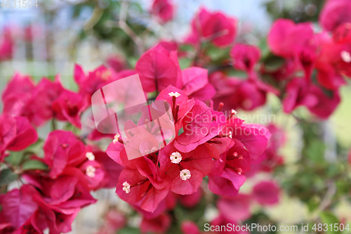 Image of Beautiful bright bougainvillea flowers