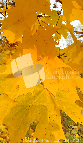 Image of Bright autumn yellow foliage of maple tree