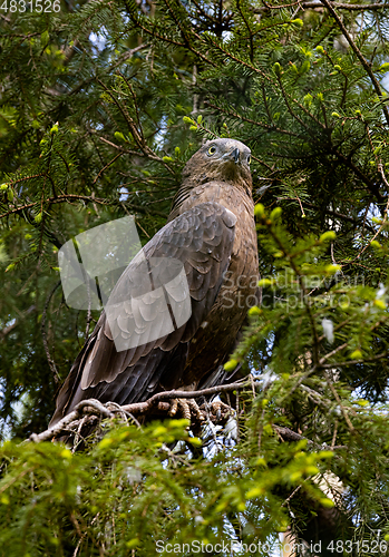 Image of European honey buzzard (Pernis apivorus)