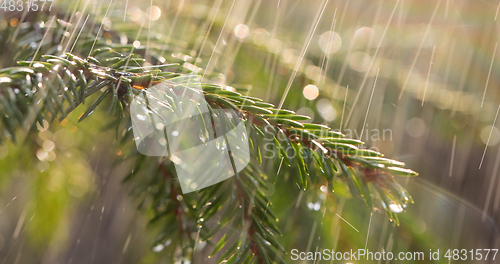 Image of Rain on a sunny day. Close-up of rain on the background of an ev