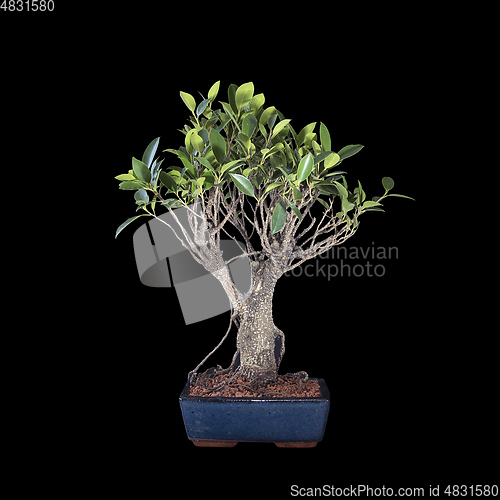 Image of banyan fig bonsai over dark background