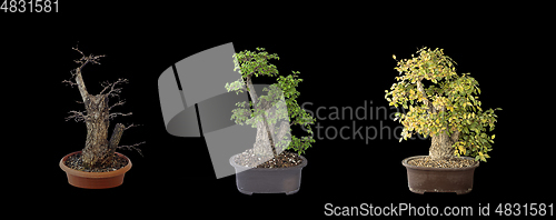 Image of beautiful elm bonsai, four years of development