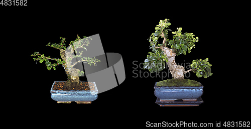 Image of Carmona bonsai, two years development