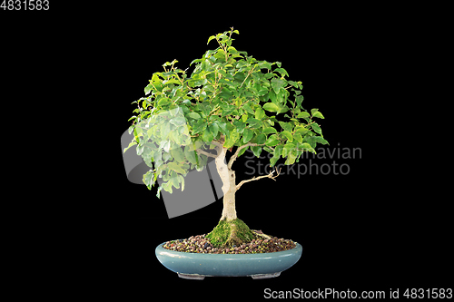 Image of chinese privet bonsai isolated on dark background