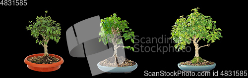 Image of chinese privet bonsai isolated on dark background