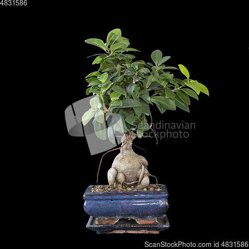 Image of isolated ficus ginseng bonsai