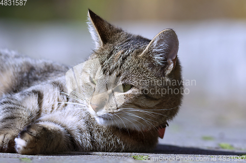 Image of portrait of domestic beautiful cat