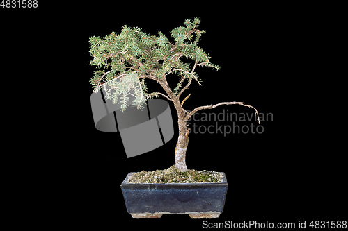 Image of spruce bonsai over dark background