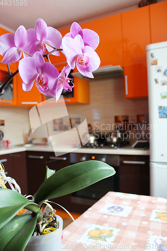 Image of pink orchid in luxurious kitchen