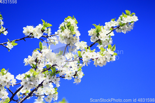 Image of blossoming tree of plum on background of blue sky