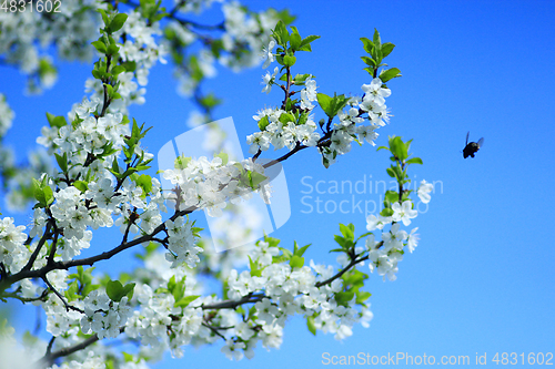 Image of blossoming tree of plum on background of blue sky