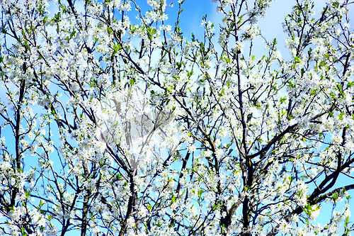 Image of blossoming tree of plum on background of blue sky