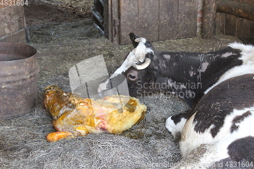 Image of mother cow looking after its just newborn calf