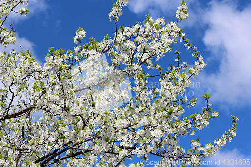 Image of blossoming tree of plum on background of blue sky