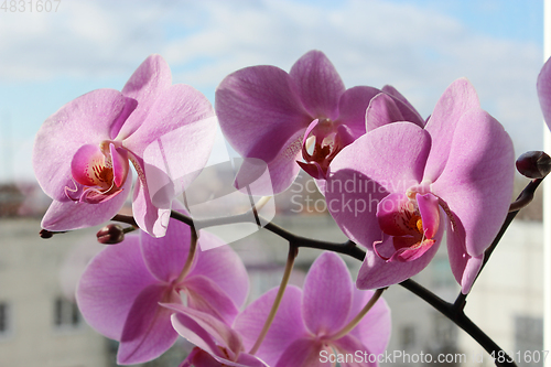 Image of branch of the blossoming pink orchid