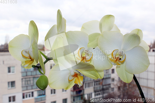 Image of branch of the blossoming white orchid