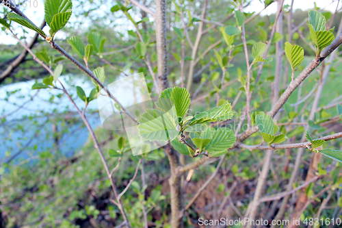 Image of young leaves of alder in the spring