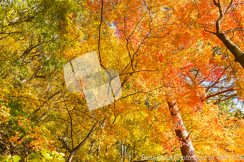 Image of Fall trees and leaves