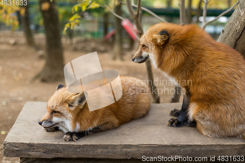 Image of Cute pair of fox