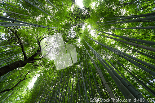 Image of Bamboo forest from low angle