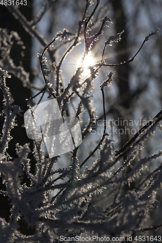 Image of Frost on the branches of a tree