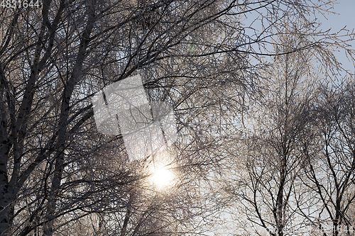 Image of Rime on the branches of trees