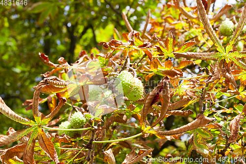 Image of the leaves on the trees