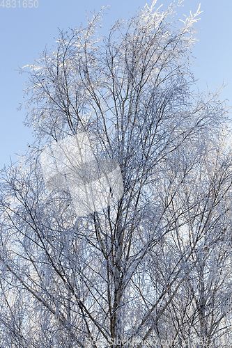 Image of Winter landscape, close-up