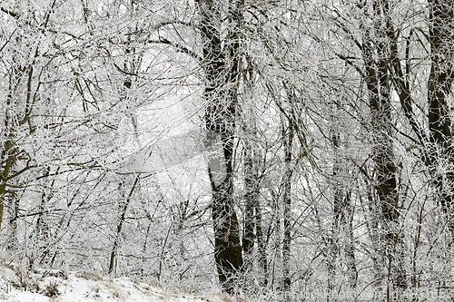 Image of Frost in the trees