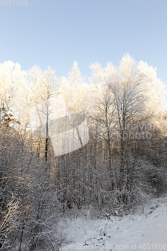 Image of Winter landscape, close-up